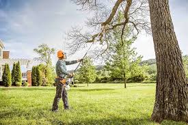 Best Palm Tree Trimming  in Anson, TX