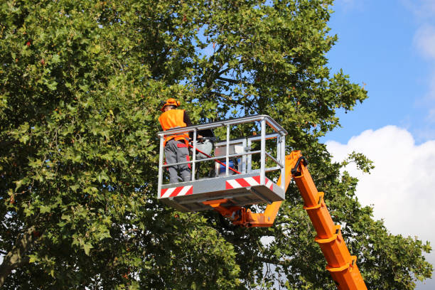 Best Emergency Tree Removal  in Anson, TX