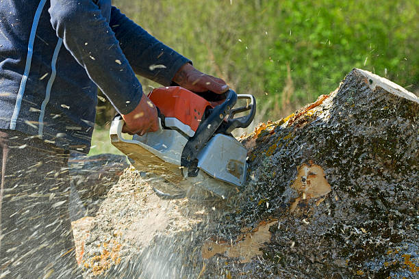 Why Choose Our Tree Removal Services in Anson, TX?